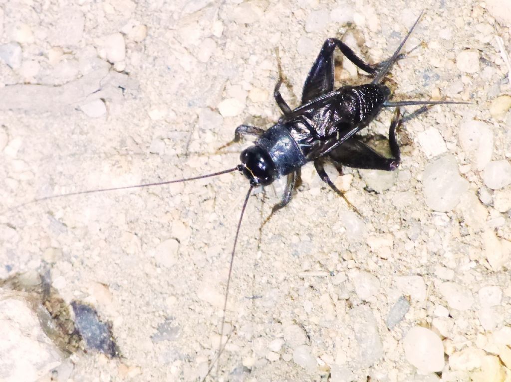 Che animale produce questo suono? Svercus palmetorum palmetorum (Gryllidae)